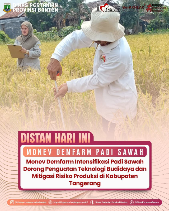 Monitoring dan Evaluasi Demfarm Intensifikasi Padi Sawah