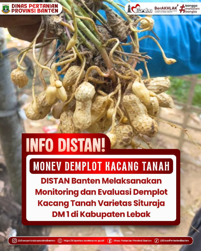 Monitoring dan Evaluasi Demplot Kacang Tanah