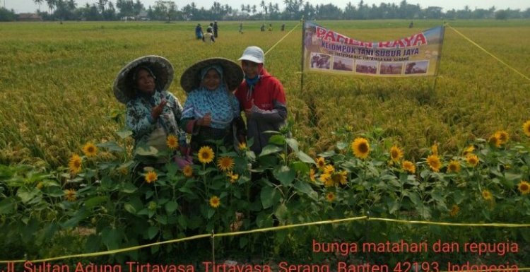 Dengan Budidaya Tanaman Padi Sehat, Petani Serang Panen 8,8 ton/ha saat Kemarau