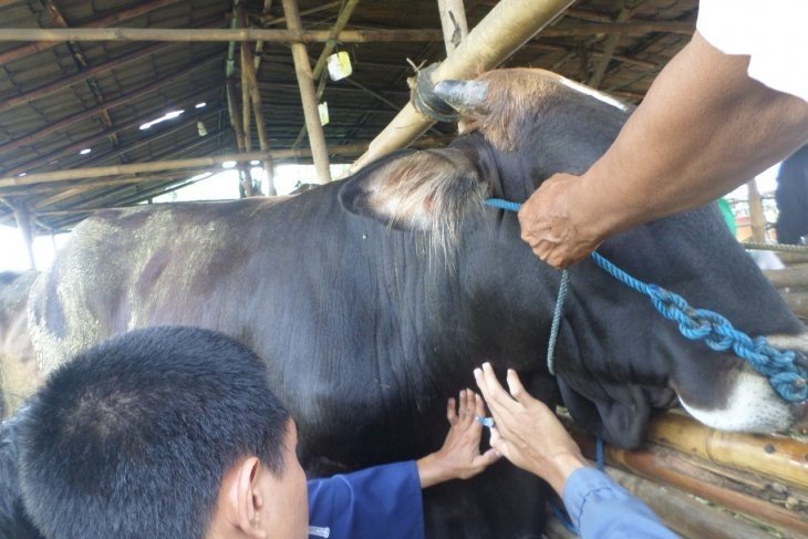 Banten Diklaim Bebas Penyakit Hewan Brucellosis