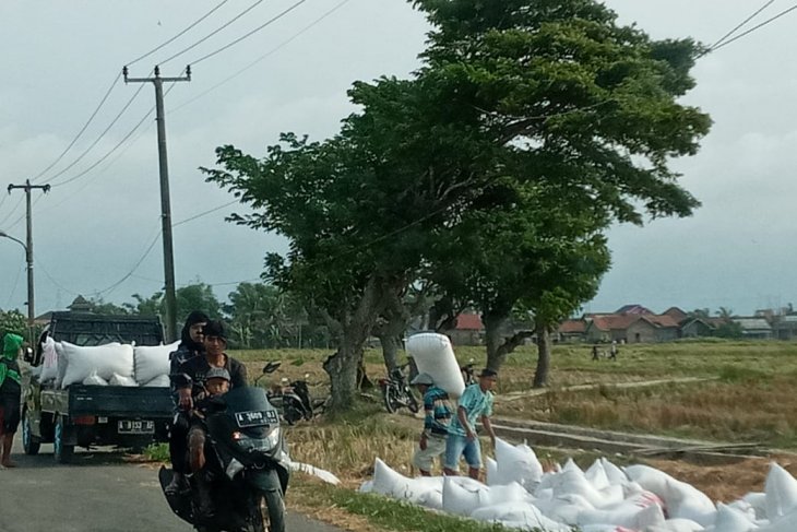 Dinas Pertanian Banten tingkatkan produksi padi antisipasi kekurangan pangan ditengah pandemi