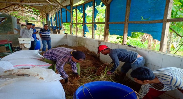 Metode pemberian pakan TMR untuk peningkatan produktivitas ternak.