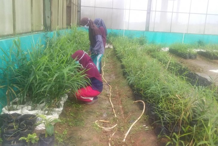 Minat Petani Banten Menanam Jahe Tinggi Selama Pandemi