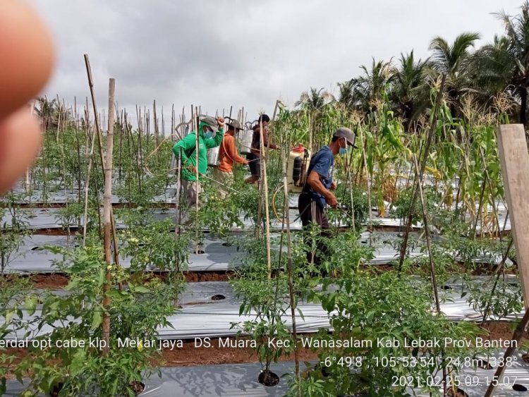 Gerakan Pengendalian OPT Tanaman Hortikultura