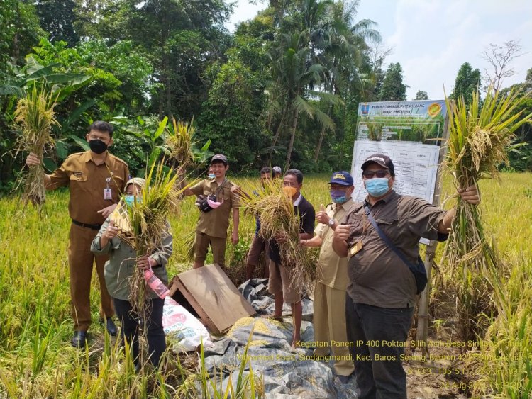 Panen Padi program IP 400/OPIP  Di Kecamatan Baros Kabupaten  Serang : Upaya Mencapai Swasembada Beras Yang Lestari