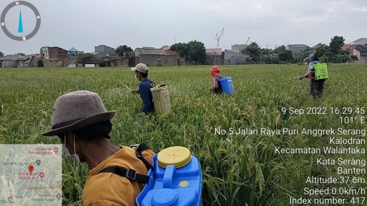 GERAKAN PENGENDALIAN ORGANISME PENGGANGGU TUMBUHAN (OPT)  WALANG SANGIT